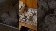 поездка в Пашу