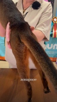 Абиссинский кот на выставке кошек. Судья Елена Бутомова