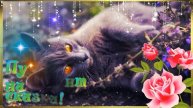 ЖЕЛАЮ САМОГО ДОБРОГО УТРА 💓 МУР-МЯУ 💓 С ДОБРЫМ УТРОМ ДРУГ 💓 ПОЖЕЛАНИЯ ДОБРОГО УТРЕЧКА 💓 ХОРОШЕГО