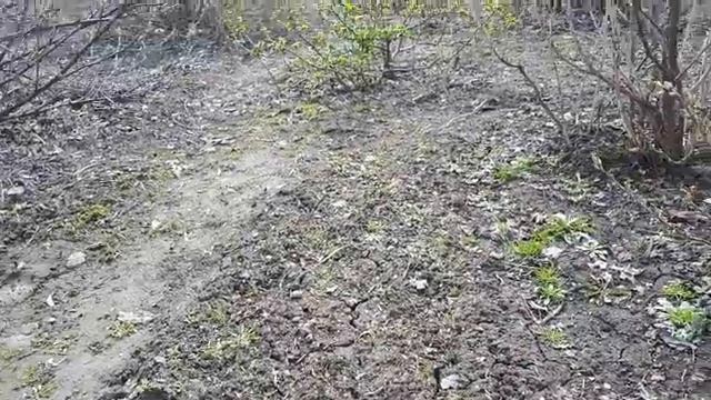 Вьюнок и как с ним бороться