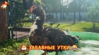 Забавные утки мускусные и пекинские на свободном выгуле ч.(8) ❣️🤗😂