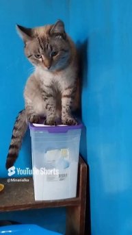 Веня требует внимания🐱😅