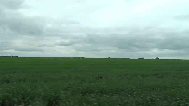 Едем через поля с озимой пшеницей