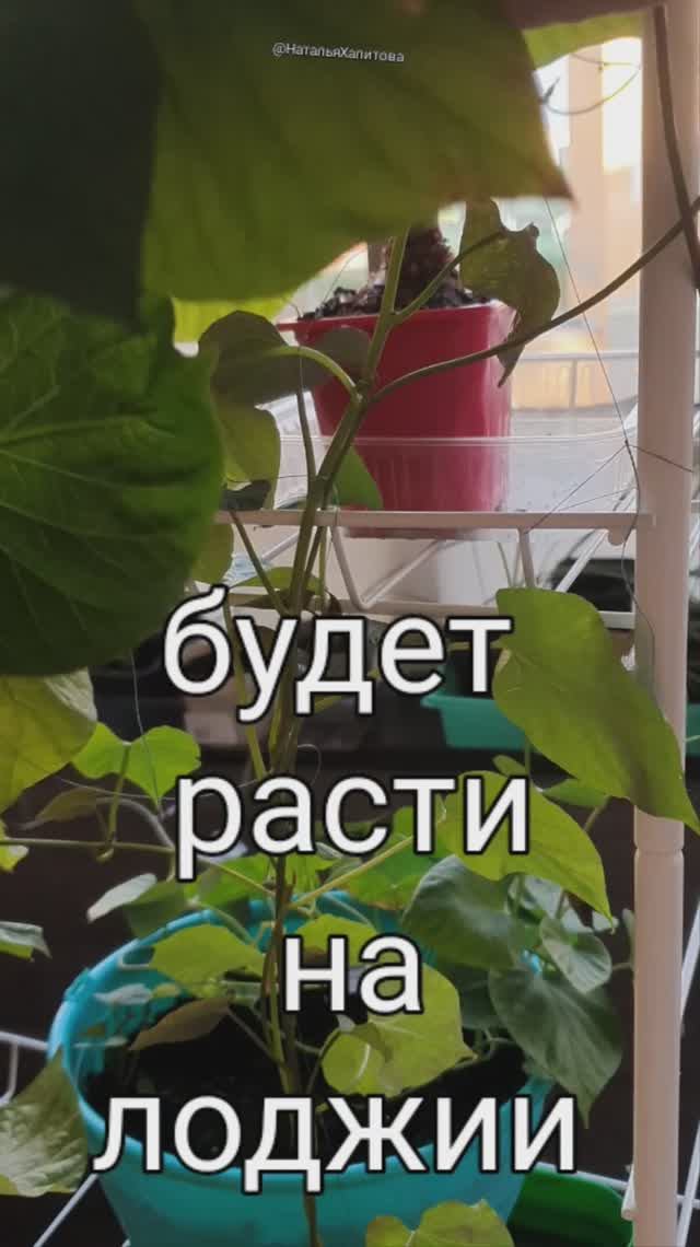 Батат растёт как лиана