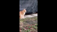 Кот. Фокс