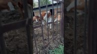 Необычная корова на ферме