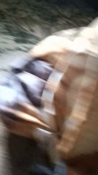 новый вид снюсоеда
