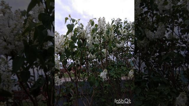 [С добрым вечером красиво у нас с рядом с дома весна от 11.05.2025г омской области  Спокойной ночи]