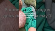 У капибары день рождения 🥳