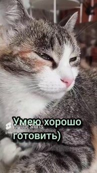 Ириска хвастается😁🐱💜