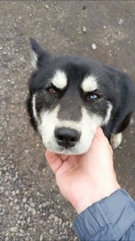 хася