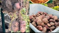 🟣КАРТОФЕЛЬ ПОД СЕНОМ🟢ГОТОВИМ ГРЯДКИ 🥔