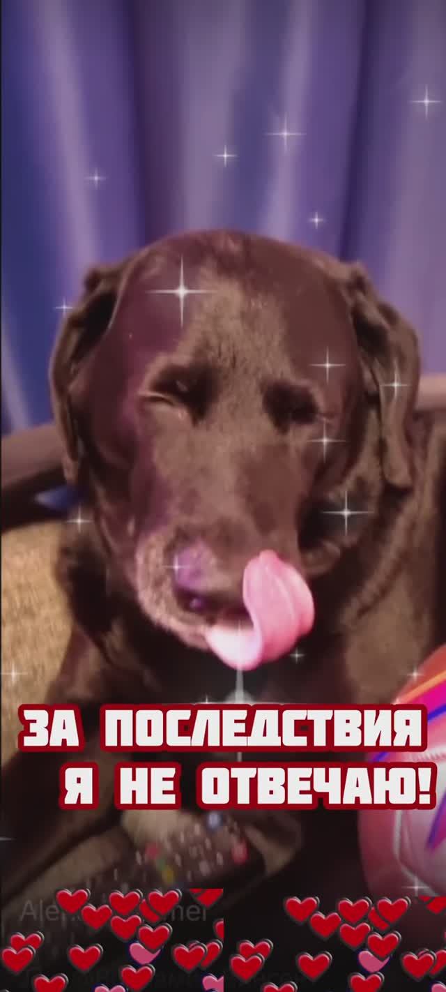 Никогда не повышай голос на собаку!!!