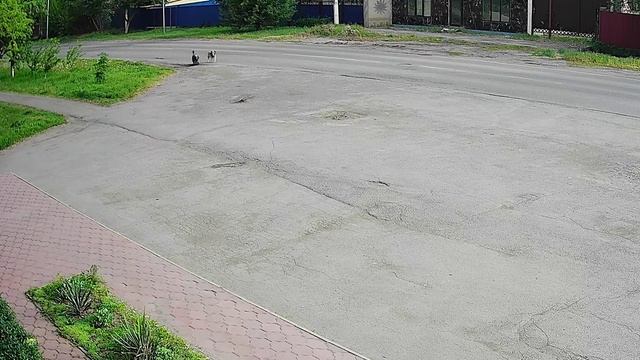 Собачья прогулка