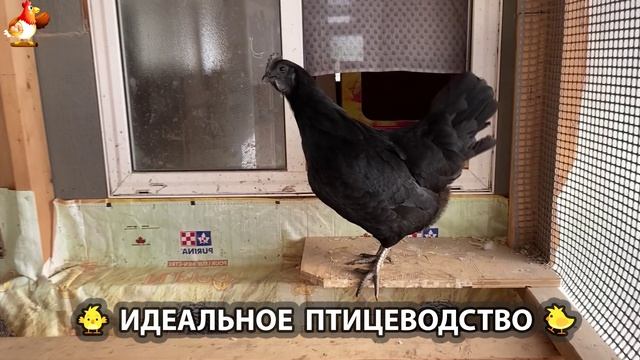 Идеальное птицеводство достойно восхищения 🐓🦆🦢🦚🦃🐔 эпизод (194)