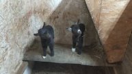 Камеруские козлята 19.04.25