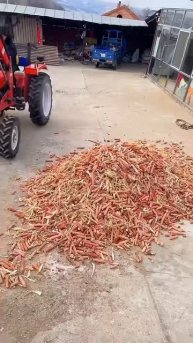 Corn thresher machinery #shorts