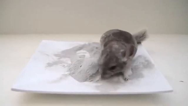 ШОК😨САМЫЕ СМЕШНЫЕ ШИНШИЛЛЫ 2019