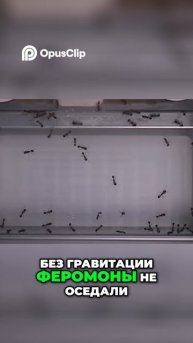 Муравьи в космосе: Феромоны, хаос и невесомость