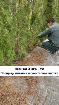 Немного про туи
