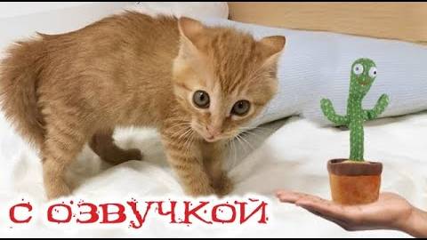 Приколы с котами! СМЕШНЫЕ КОТЫ И КОШКИ! С ОЗВУЧКОЙ! Самые смешные животные!
