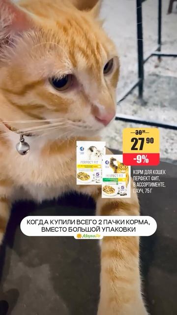 Когда ты кошке объясняешь, что «взяли чуть-чуть, на пробу»