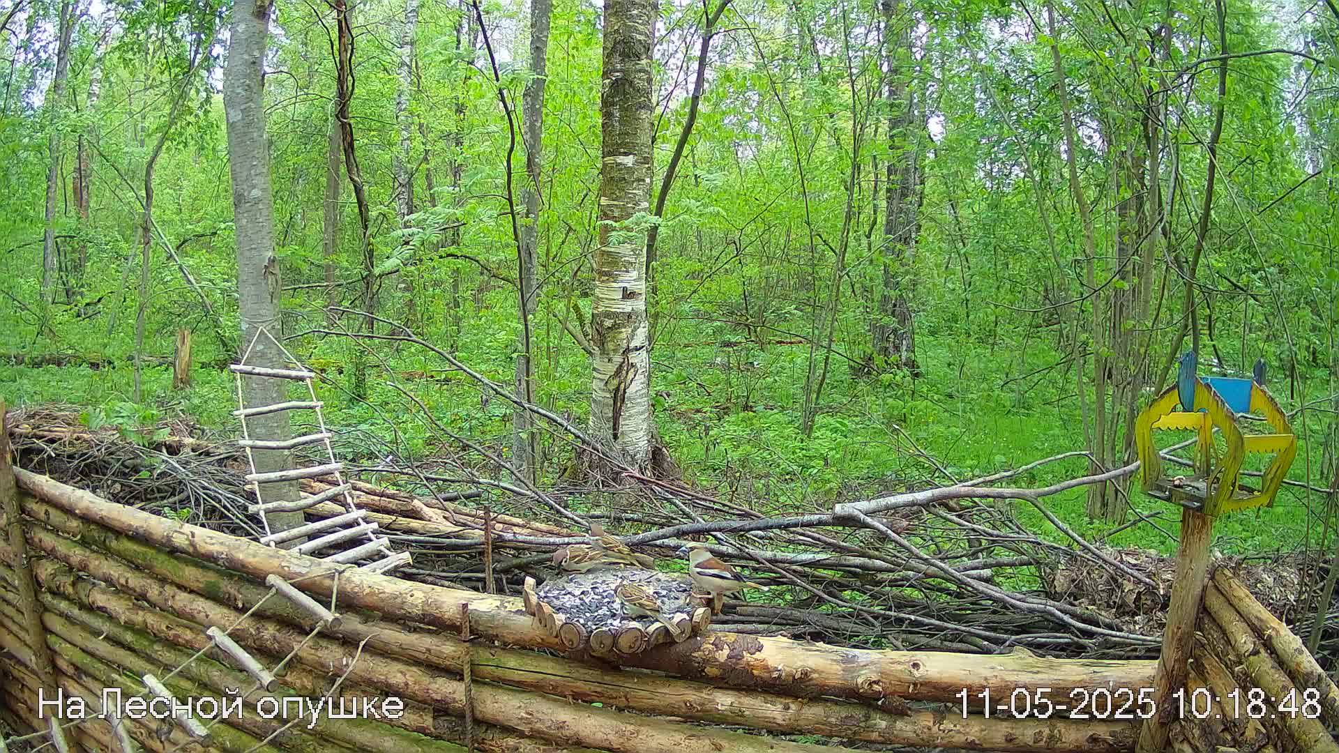 Весений лес онлайн   #Relaxing #природа #звуки леса #птицы  #погода