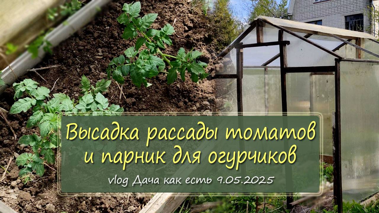 Посадка рассады томатов в парник, доделываю парник для огурчиков /  vlog Дача как есть 9.05.2025