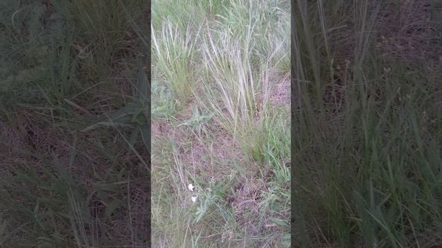 Мне в помощь нужна трава смерти или вдовья трава