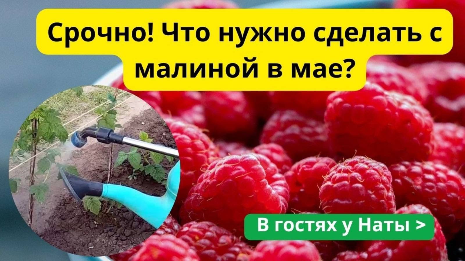 Малина в мае: УСПЕЙТЕ обработать до цветения! (10-20 мая)!
