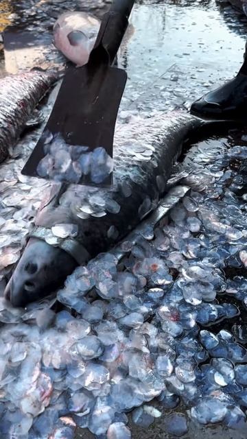 Clean fish scales #shorts