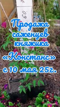 07.05.25г. Продажа саженцев княжика «Констанс».