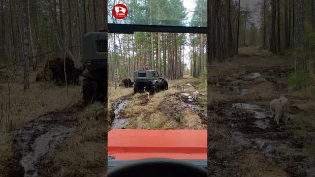 два Тингера едут по лесной дороге с торфяными ямами без блокировок