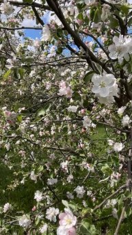 Яблони в цвету #земнойирий #коломенское #яблоневыйсад #яблони