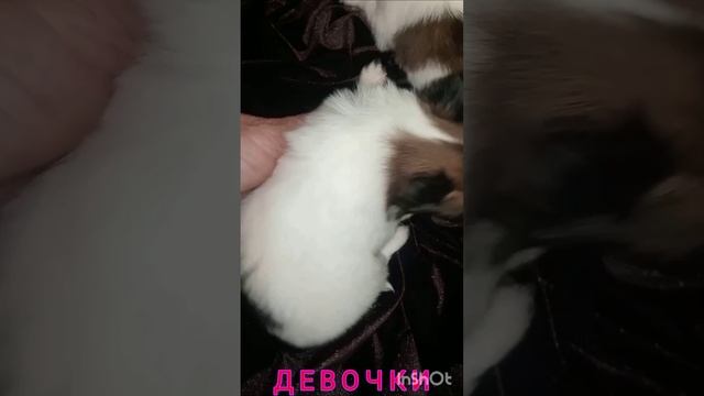 щеночки папийона 1 мес.