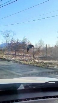 Медвежонок пробрался на аэродром и убегая от охраны, чуть не сломал забор🐻