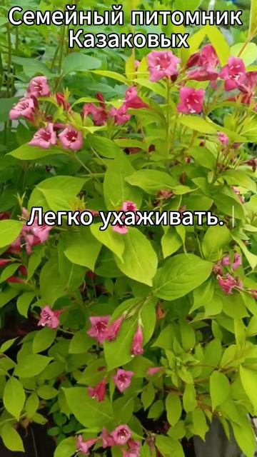 Вейгела ауреа