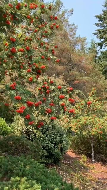 Американские рябины.  American rowan-trees #shorts