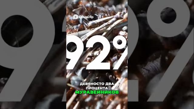 Геноцид муравьев: Шокирующая статистика разрушения муравейников