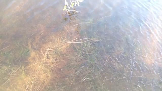 пос .Санкино большая вода