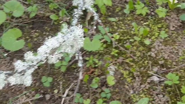 Природа проснулась