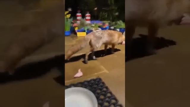 Как-же сразу все унести? Никак не получается...