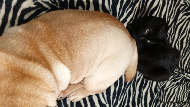Кот охраняет сон шарпея💤