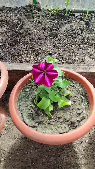 Грандифлора зацвела🌺 #сад #огород #рассада #цветы #пет