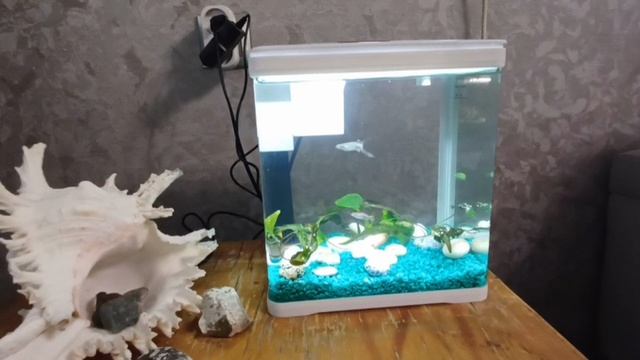 Новый нано- аквариум