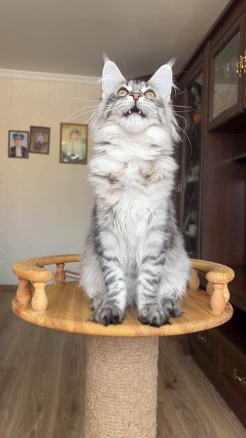 Мейн Кун