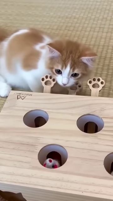 Cat prank #shortvideo  #comedy #funnystories #funny #video #viralvideo