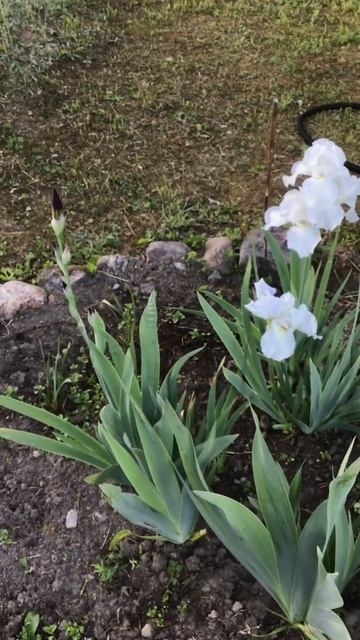 Ленинградская область. Хвойное. 17.06.2024. Цветы на даче ирисы_ цветущий белый, в бутонах-синий