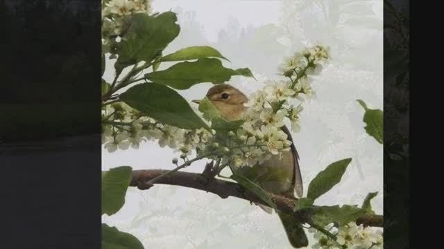 "ЧЕРЁМУХА"   Шувалова Светлана