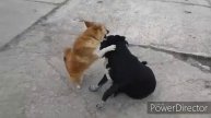 Антиколекторская атака/МАНИВЕО/ кредит капитал/ факто